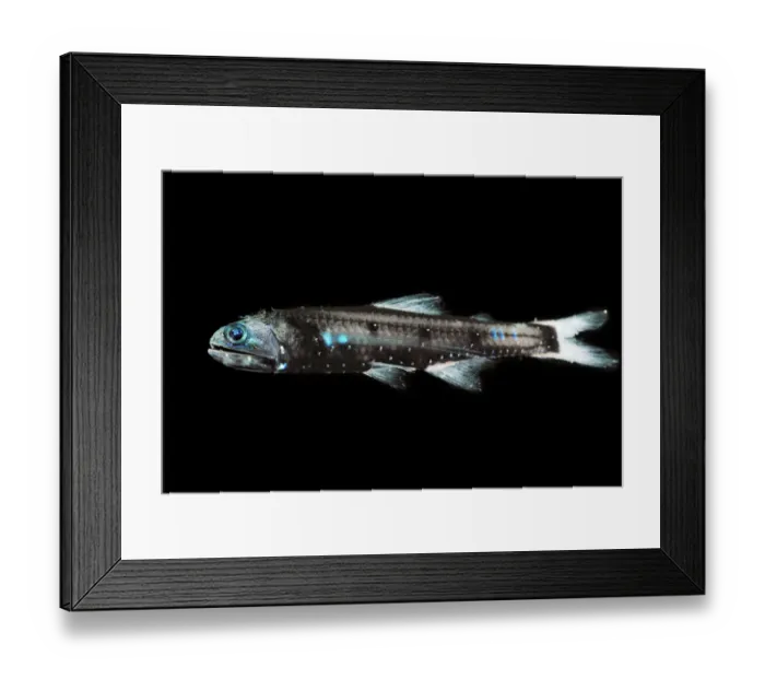 Framed Print : Lanternfish (Lepidophanes guentheri) - deepsea species showing bioluminescence Framed Print : Lanternfish (Lepidophanes guentheri) - deepsea species showing bioluminescence