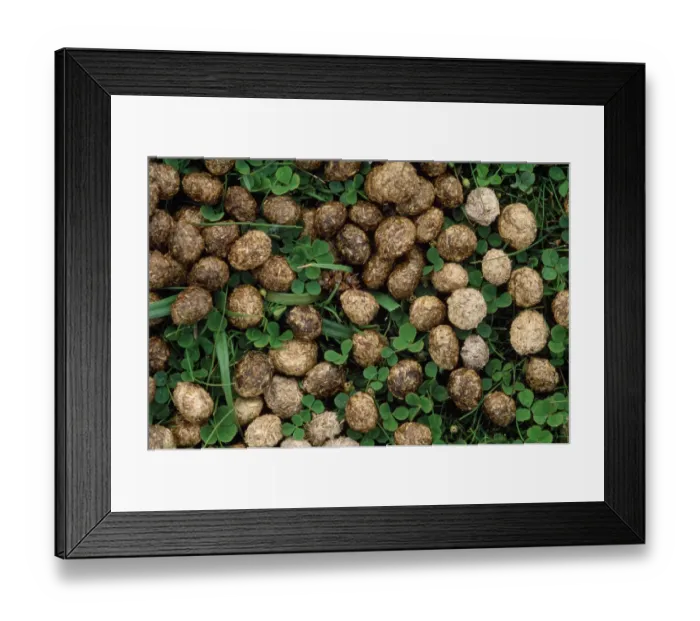 Framed Print : Rabbit (Oryctolagus cuniculus) droppings on grassland, Berwickshire, Scotland, June Framed Print : Rabbit (Oryctolagus cuniculus) droppings on grassland, Berwickshire, Scotland, June