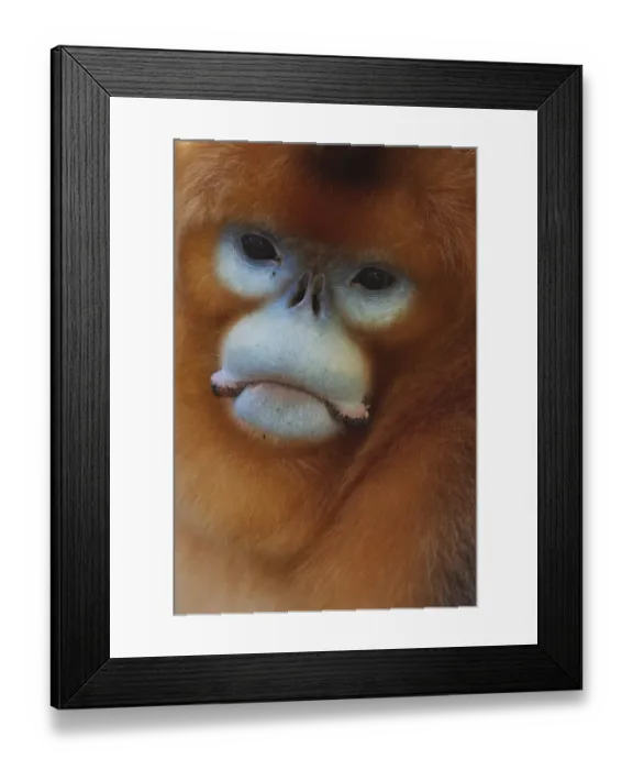 Framed Print : Quinling Golden snub nosed Monkey (Rhinopitecus roxellana qinlingensis), adult male face portrait Framed Print : Quinling Golden snub nosed Monkey (Rhinopitecus roxellana qinlingensis), adult male face portrait
