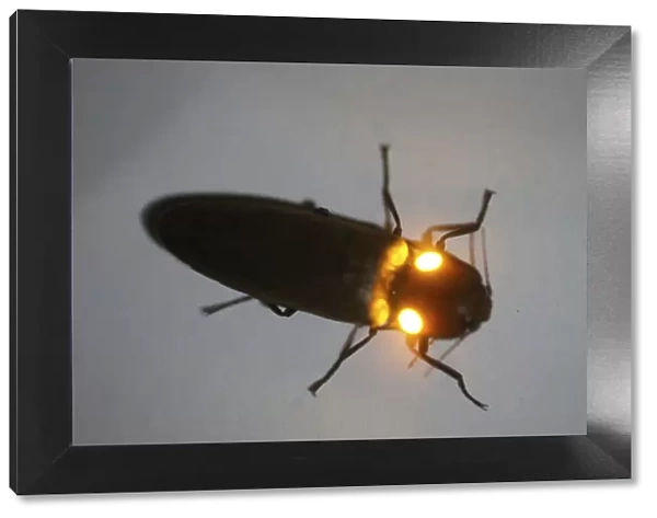 Click beetle (Pyrophorus sp) showing orange bioluminescence, Costa Rica