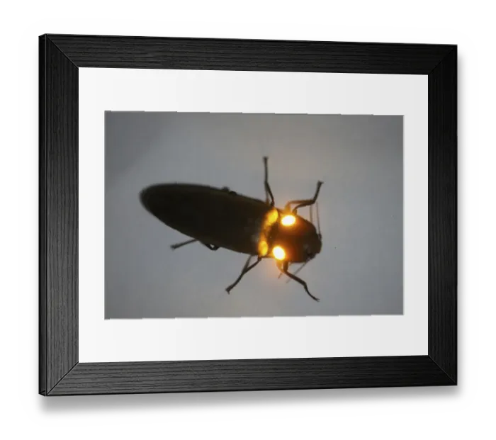 Framed Print : Click beetle (Pyrophorus sp) showing orange bioluminescence, Costa Rica Framed Print : Click beetle (Pyrophorus sp) showing orange bioluminescence, Costa Rica