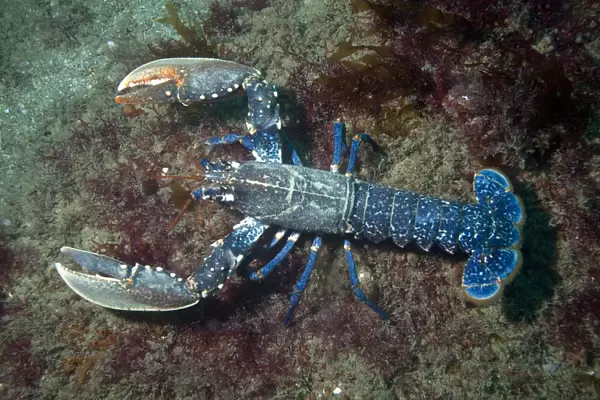 European lobster (Homarus gammarus) Channel Islands, UK July