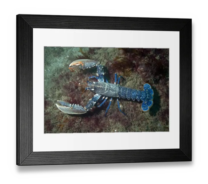 Framed Print : European lobster (Homarus gammarus) Channel Islands, UK July