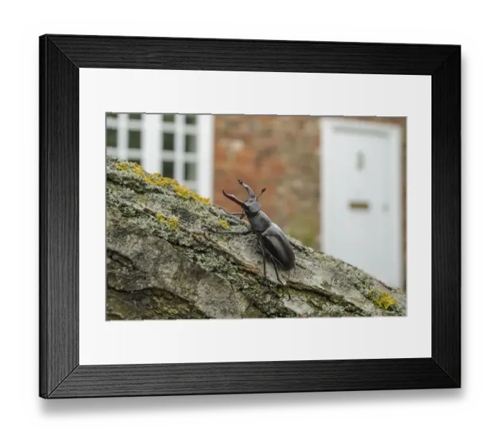 Framed Print : Stag Beetle (Lucanus cervus) in defensive posture; male in garden where it emerged naturally Framed Print : Stag Beetle (Lucanus cervus) in defensive posture; male in garden where it emerged naturally