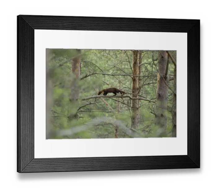 Framed Print : Pine marten (Martes martes) youngster moving through branches in woodland, Beinn Framed Print : Pine marten (Martes martes) youngster moving through branches in woodland, Beinn