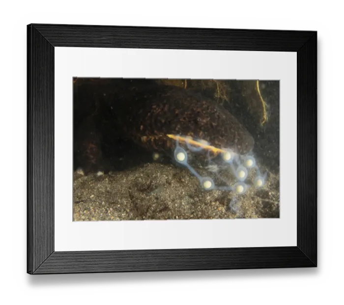 Framed Print : Male Japanese giant salamander (Andrias japonicus) eating the eggs of another salamander Framed Print : Male Japanese giant salamander (Andrias japonicus) eating the eggs of another salamander
