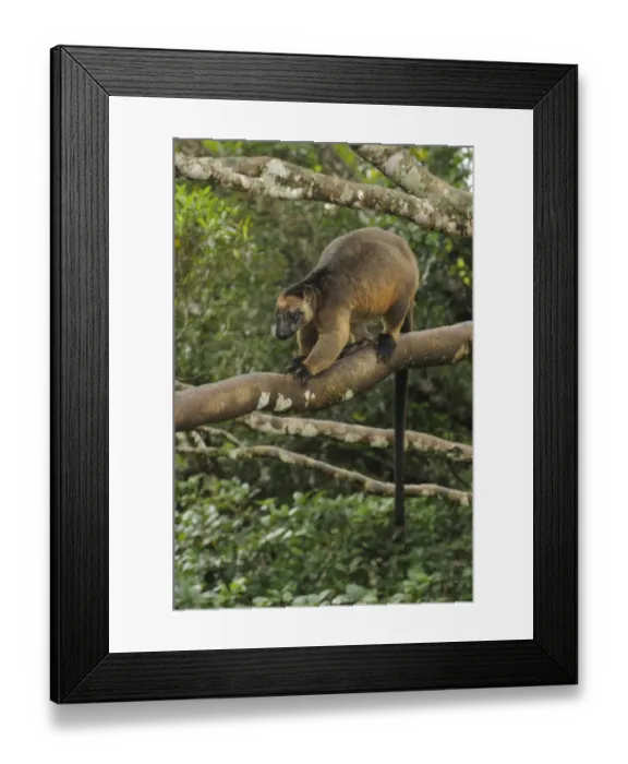 Framed Print : Lumholtzs Tree Kangaroo (Dendrolagus lumholtzi) male perched on tree branch Framed Print : Lumholtzs Tree Kangaroo (Dendrolagus lumholtzi) male perched on tree branch