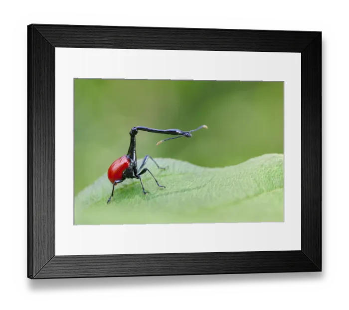 Framed Print : Giraffe Necked Weevil (Trachelophorus giraffa) male on leaf of Dichaetanthera cordifolia Framed Print : Giraffe Necked Weevil (Trachelophorus giraffa) male on leaf of Dichaetanthera cordifolia