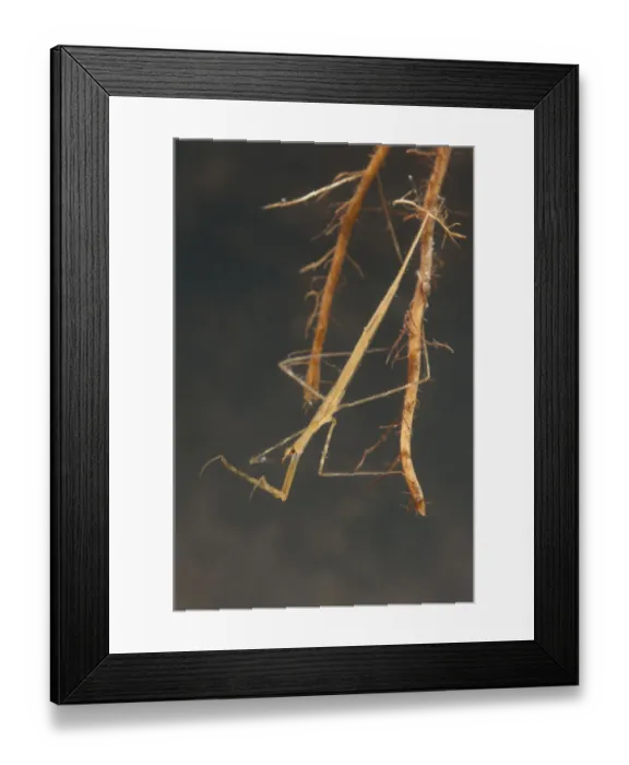 Framed Print : Needle bug nymph (Ranatra linearis) hidden in roots and waiting for prey, Europe Framed Print : Needle bug nymph (Ranatra linearis) hidden in roots and waiting for prey, Europe