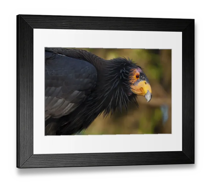 Framed Print : California condor (Gymnogyps californianus), IUCN Critically Endangered, captive Framed Print : California condor (Gymnogyps californianus), IUCN Critically Endangered, captive