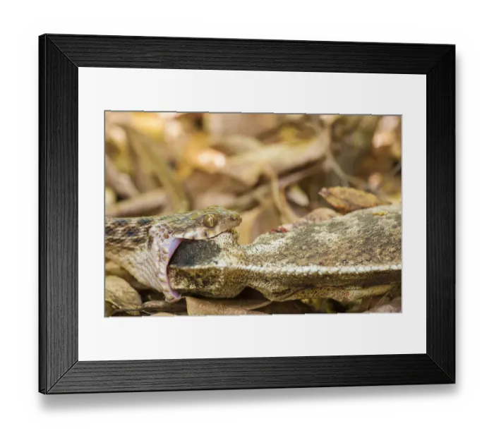 Framed Print : Snake (Madagascarophis meridionalis) feeding on Chamaleon (Furcifer sp) Anja reserve Framed Print : Snake (Madagascarophis meridionalis) feeding on Chamaleon (Furcifer sp) Anja reserve