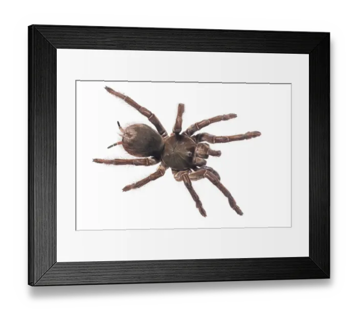 Framed Print : Goliath birdeater (Theraphosa blondi) Kanuku Mountains, Guyana. Meetyourneighbours Framed Print : Goliath birdeater (Theraphosa blondi) Kanuku Mountains, Guyana. Meetyourneighbours