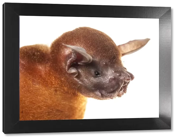 Greater bulldog bat (Noctilio leporinus) portrait, Surama, Guyana. Meetyourneighbours