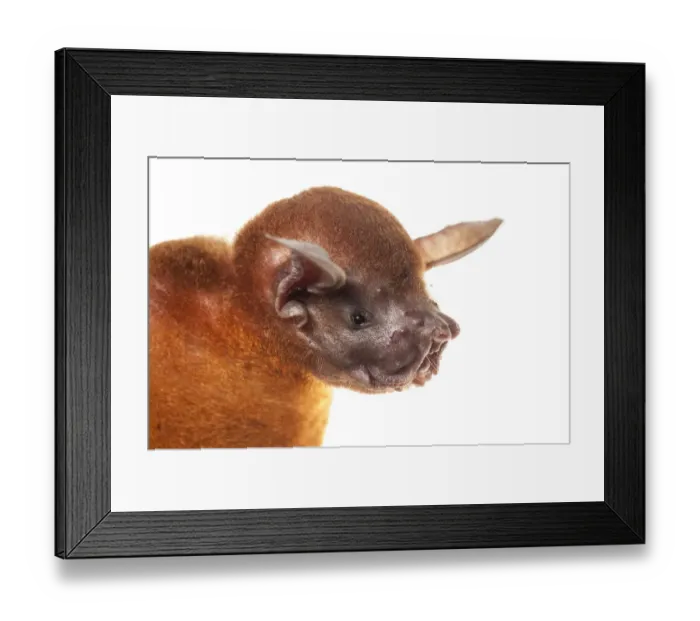 Framed Print : Greater bulldog bat (Noctilio leporinus) portrait, Surama, Guyana. Meetyourneighbours
