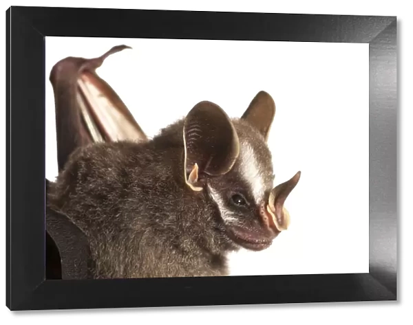 Leaf nosed bat (Stenodermatinae sp. ) Iwokrama, Guyana. Meetyourneighbours. net project