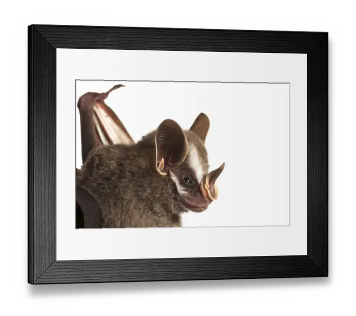 Framed Print : Leaf nosed bat (Stenodermatinae sp. ) Iwokrama, Guyana. Meetyourneighbours. net project Framed Print : Leaf nosed bat (Stenodermatinae sp. ) Iwokrama, Guyana. Meetyourneighbours. net project