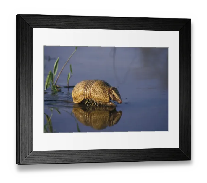 Framed Print : Southern three banded armadillo (Tolypeutes matacus) walking through shallow water