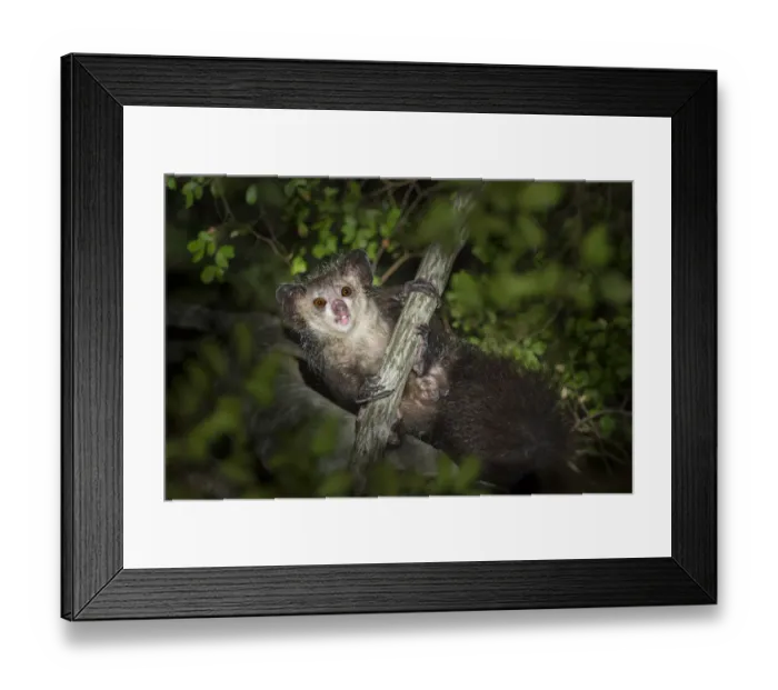 Framed Print : Aye-aye (Daubentonia madagascariensis) after emerging from its nest at dusk. Near Daraina Framed Print : Aye-aye (Daubentonia madagascariensis) after emerging from its nest at dusk. Near Daraina