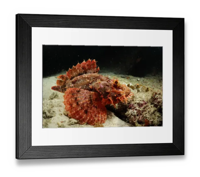 Framed Print : Tassled scorpionfish (Scorpaenopsis oxycephala) swimming just above sea bed, Raja Ampat Framed Print : Tassled scorpionfish (Scorpaenopsis oxycephala) swimming just above sea bed, Raja Ampat