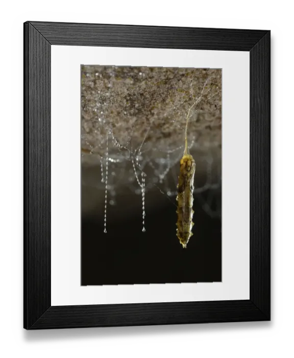 Framed Print : Fungus gnat (Arachnocampa luminosa) pupa nearly fully developed hanging on a silk Framed Print : Fungus gnat (Arachnocampa luminosa) pupa nearly fully developed hanging on a silk