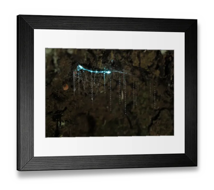 Framed Print : Bioluminescent Fungus gnat (Arachnocampa luminosa) larva attached to the cave roof Framed Print : Bioluminescent Fungus gnat (Arachnocampa luminosa) larva attached to the cave roof