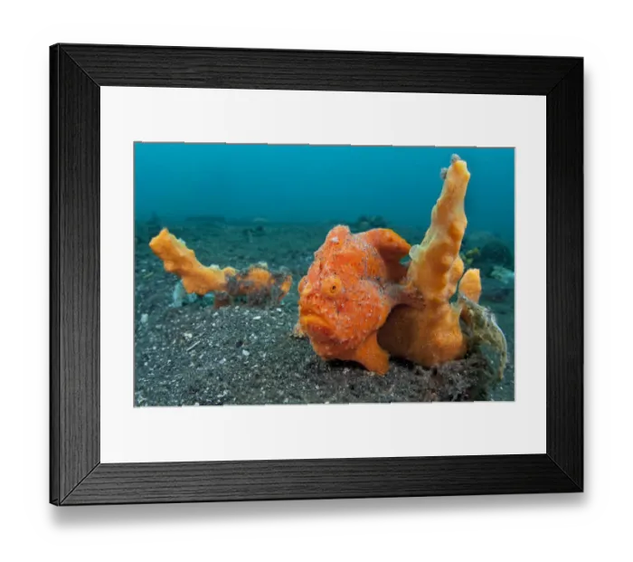Framed Print : Golf-ball sized Painted frogfish (Antennarius pictus) waits to ambush prey disguised Framed Print : Golf-ball sized Painted frogfish (Antennarius pictus) waits to ambush prey disguised