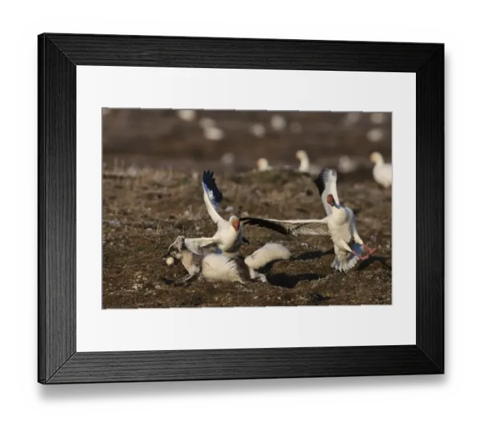 Framed Print : Arctic fox (Vulpes lagopus) in summer moult stealing Snow goose (Chen caerulescens Framed Print : Arctic fox (Vulpes lagopus) in summer moult stealing Snow goose (Chen caerulescens