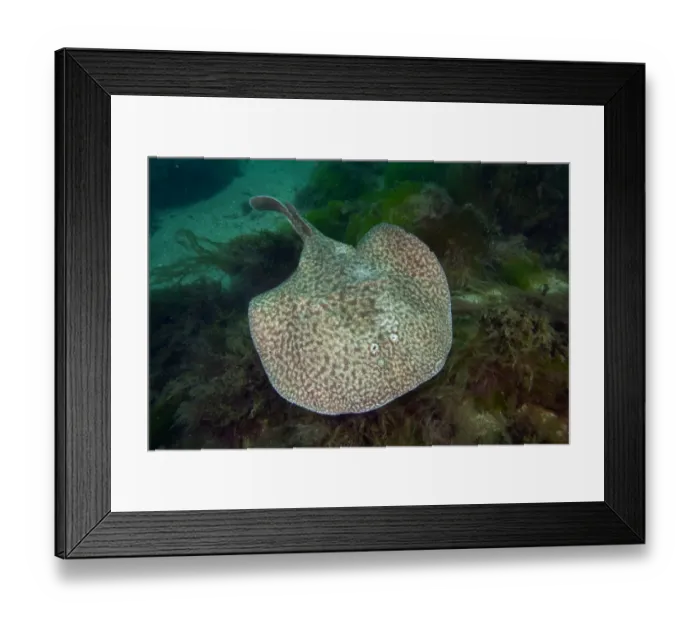 Framed Print : Marbled electric ray (Torpedo marmorata) Bouley Bay, Jersey, British Channel Islands Framed Print : Marbled electric ray (Torpedo marmorata) Bouley Bay, Jersey, British Channel Islands