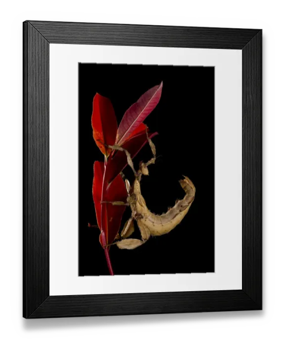 Framed Print : Macleays Spectre (Extatosoma tiaratum) captive at the University of Texas Framed Print : Macleays Spectre (Extatosoma tiaratum) captive at the University of Texas