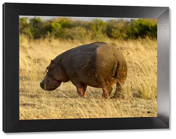 Hippopotamus (Hippopotamus amphibius) male marking territory with faeces, Masai Mara Game Reserve