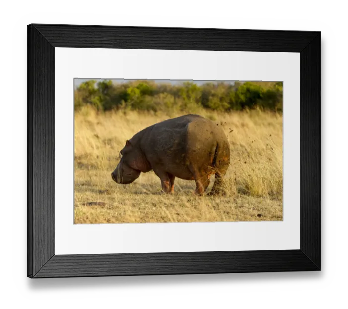 Framed Print : Hippopotamus (Hippopotamus amphibius) male marking territory with faeces, Masai Mara Game Reserve