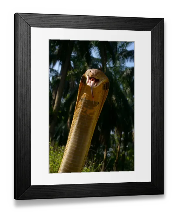 Framed Print : King cobra (Ophiophagus hannah) in strike pose with mouth open, tongue out and glottis Framed Print : King cobra (Ophiophagus hannah) in strike pose with mouth open, tongue out and glottis