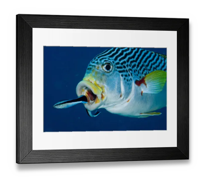 Framed Print : Bluestreak cleaner wrasse (Labroides dimidiatus) just swimming out of mouth of Oblique Framed Print : Bluestreak cleaner wrasse (Labroides dimidiatus) just swimming out of mouth of Oblique