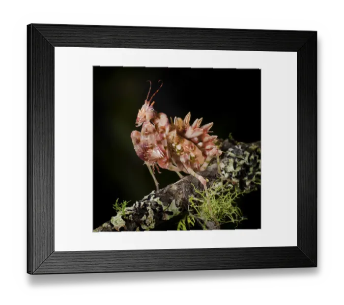 Framed Print : Spiny flower mantis (Pseudocreobotra wahlbergii) captive, from South and East Africa Framed Print : Spiny flower mantis (Pseudocreobotra wahlbergii) captive, from South and East Africa