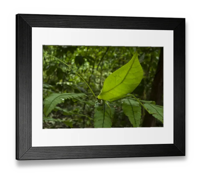 Framed Print : Leaf katydid (Cycloptera speculata) camouflaged on leaf, Yasuni National Park, Amazon Rainforest Framed Print : Leaf katydid (Cycloptera speculata) camouflaged on leaf, Yasuni National Park, Amazon Rainforest