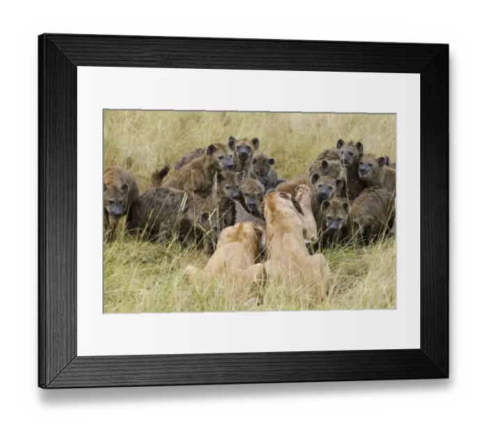 Framed Print : Two Lionesses (Panthera leo) trying to defend kill from large pack of Spotted hyaenas Framed Print : Two Lionesses (Panthera leo) trying to defend kill from large pack of Spotted hyaenas