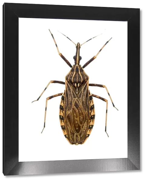 Kissing bug (Rhodnius pictipes), an important vector in the spread of Chagas disease