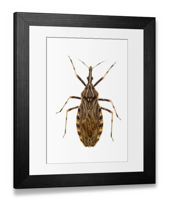 Framed Print : Kissing bug (Rhodnius pictipes), an important vector in the spread of Chagas disease Framed Print : Kissing bug (Rhodnius pictipes), an important vector in the spread of Chagas disease