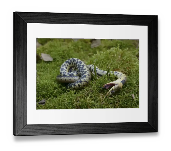 Framed Print : Grass snake (Natrix natrix) feigning death, Poitou, France, May Framed Print : Grass snake (Natrix natrix) feigning death, Poitou, France, May