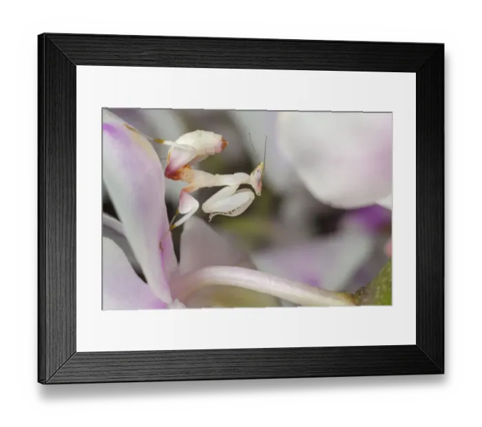 Framed Print : Malaysian orchid mantis nymph (Hymenopus coronatus) camouflaged on an orchid. Captive Framed Print : Malaysian orchid mantis nymph (Hymenopus coronatus) camouflaged on an orchid. Captive