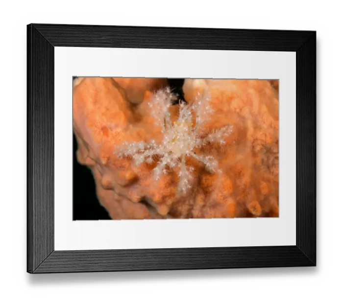 Framed Print : Decorator crab (unidentified) on Soft Coral at night. Due to the heavy decoration Framed Print : Decorator crab (unidentified) on Soft Coral at night. Due to the heavy decoration