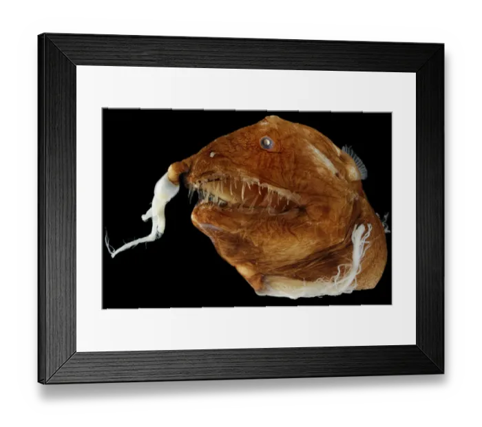 Framed Print : Illuminated netdevil (Linophryne arborifera), female specimen, from deepsea Atlantic Framed Print : Illuminated netdevil (Linophryne arborifera), female specimen, from deepsea Atlantic