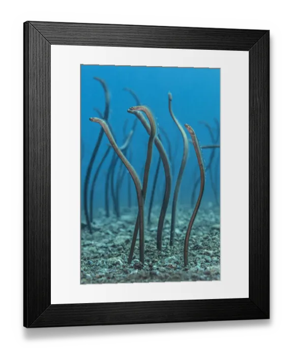 Framed Print : Spaghetti garden eels (Gorgasia maculata) stretching up out of their burrows on a rubble slope Framed Print : Spaghetti garden eels (Gorgasia maculata) stretching up out of their burrows on a rubble slope