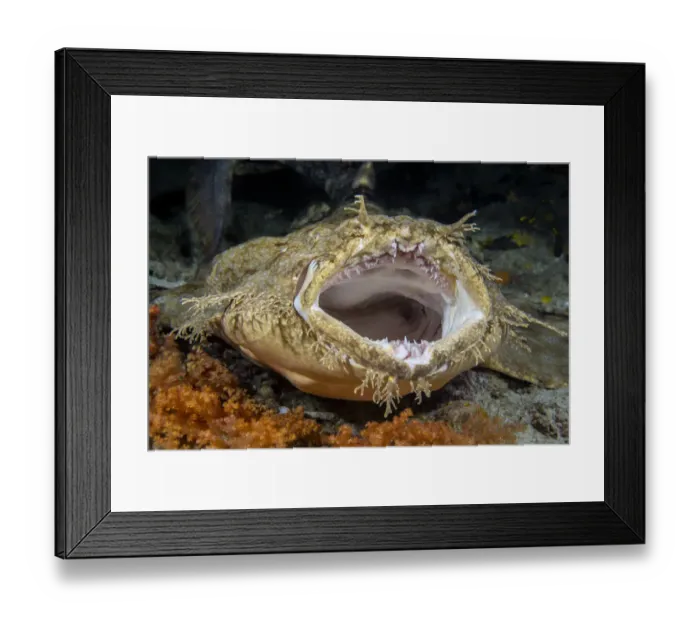 Framed Print : Tasseled wobbegong shark (Eucrossorhinus dasypogon) yawning. Citrus Ridge, Yanggefo Island