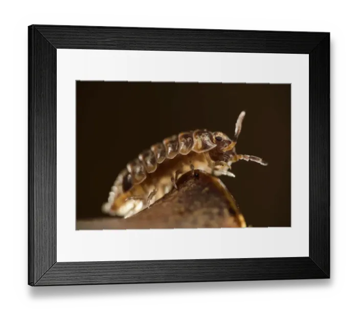 Framed Print : Woodlouse (Armadillidium pulchellum) Niedersechsische Elbtalaue Biosphere Reserve Framed Print : Woodlouse (Armadillidium pulchellum) Niedersechsische Elbtalaue Biosphere Reserve
