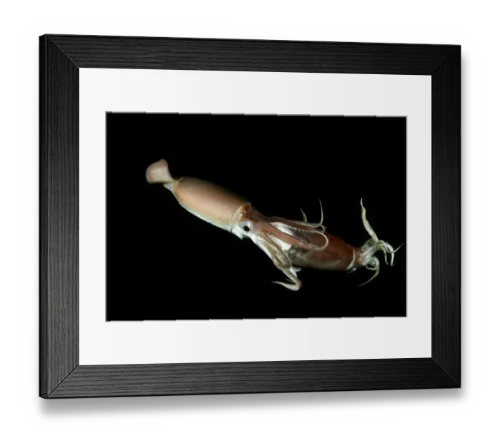 Framed Print : Humboldt squid (Dosidicus gigas) cannibalising another squid of the same species Framed Print : Humboldt squid (Dosidicus gigas) cannibalising another squid of the same species