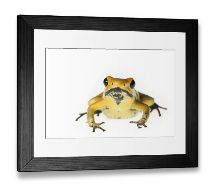 Framed Print : Golden poison dart frog (Phyllobates terribilis) captive, endemic to Colombia Framed Print : Golden poison dart frog (Phyllobates terribilis) captive, endemic to Colombia