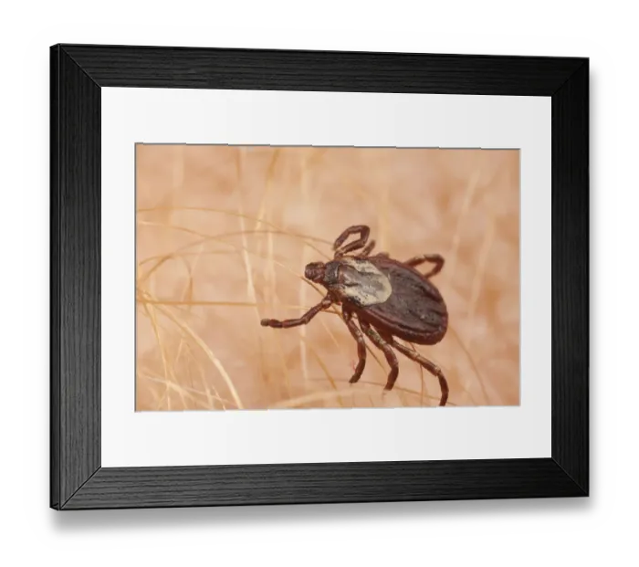 Framed Print : American dog tick (Dermacentor variabilis) adult female, PA, Morris Arboretum, Philadelphia Framed Print : American dog tick (Dermacentor variabilis) adult female, PA, Morris Arboretum, Philadelphia