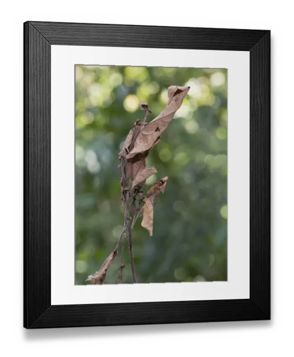 Framed Print : Dead-leaf mantis (Deroplatys dessicata) camouflaged on leaf, Sabah, Borneo Framed Print : Dead-leaf mantis (Deroplatys dessicata) camouflaged on leaf, Sabah, Borneo