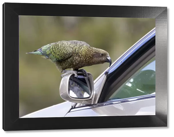 Kea (Nestor notabilis) standing on the wing mirror of a car looking through the partially